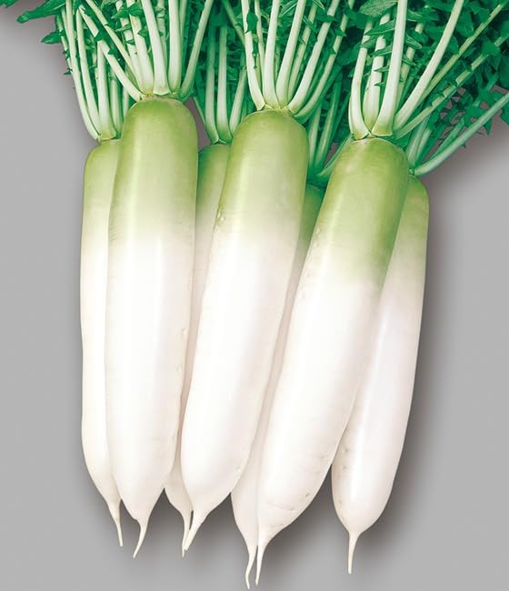 だいこんさん専用 Amazon.co.jp: タキイ種苗 耐病総太り 大根 ダイコン 種子 小袋